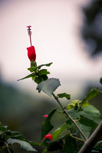 Close-up of red flowering plant