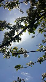 Low angle view of trees against sky