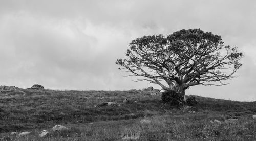 Bare tree on countryside landscape