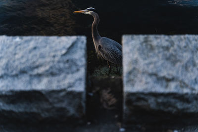 Gray heron perching on rock