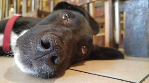 Close-up portrait of dog lying down