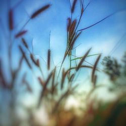 Low angle view of plants against sky