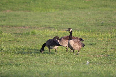 View of a bird on field