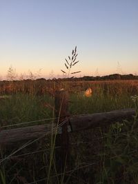 Scenic view of grassy field against sky at sunset