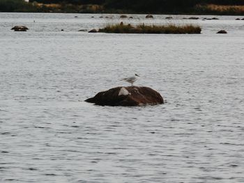 Bird in lake