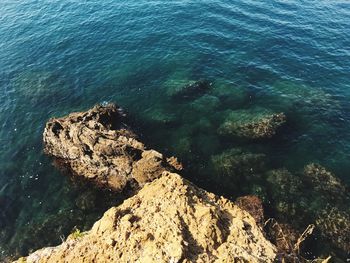 High angle view of coral in sea