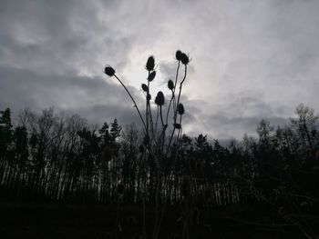 Close-up of plants against sky