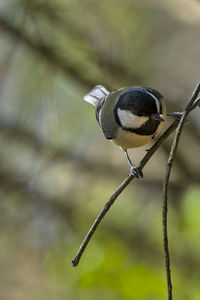 Close-up of bird perching on plant