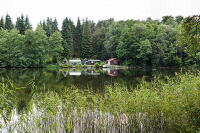 Scenic view of lake in forest