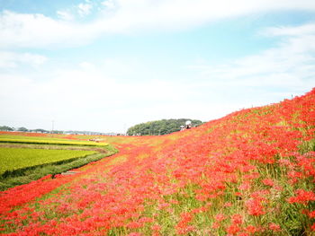 Scenic view of grassy field against sky