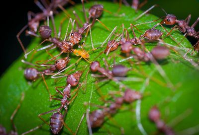 Close-up of insect on plant