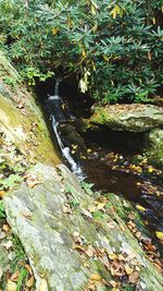 Stream in forest