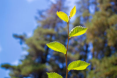 Close-up of plant