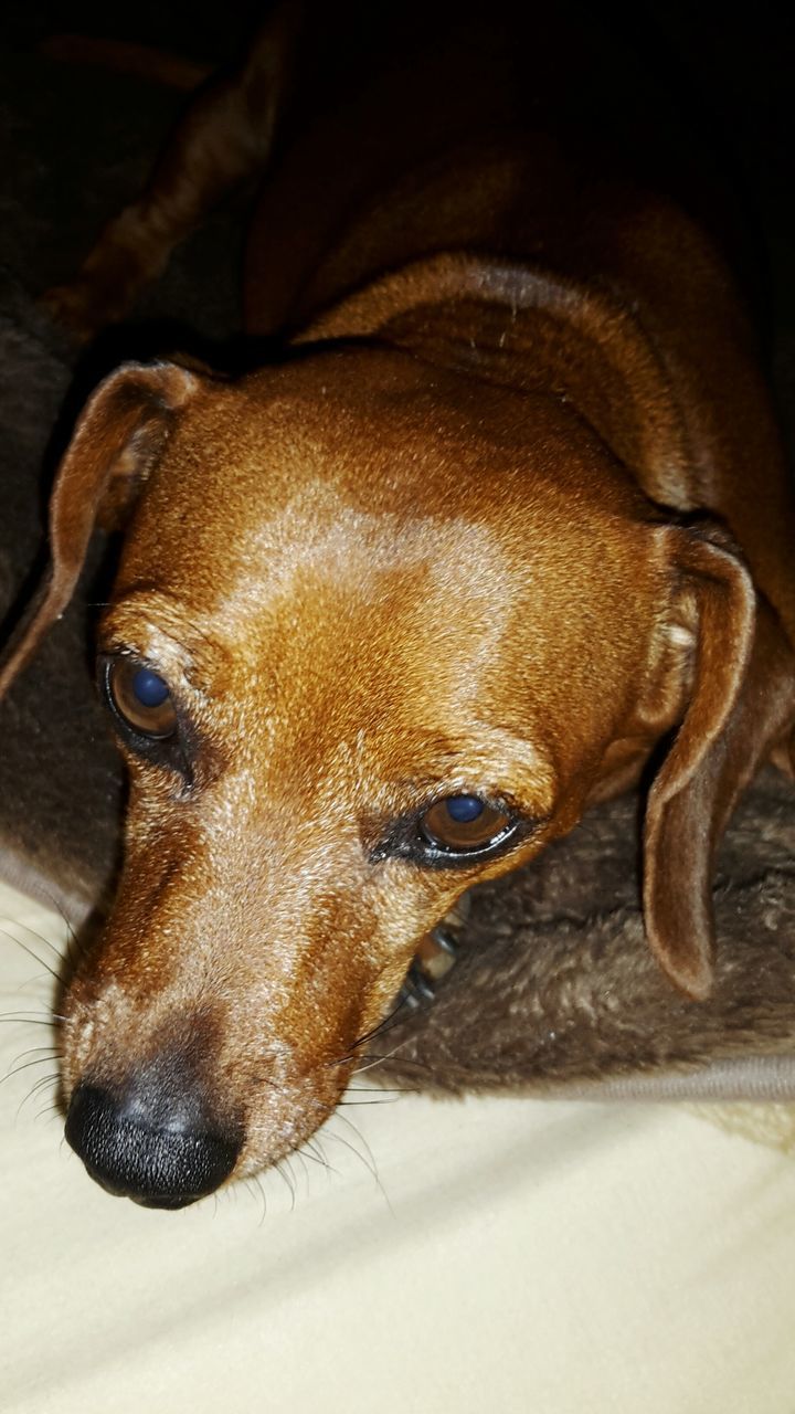 animal themes, one animal, domestic animals, mammal, dog, animal head, animal body part, close-up, indoors, pets, relaxation, zoology, portrait, lying down, brown, resting, part of, looking at camera, snout, animal