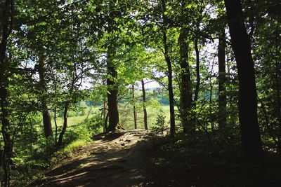 Trees in forest