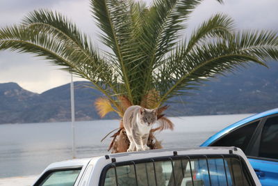 Close-up of dog in car