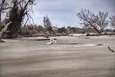 View of birds on land against sky