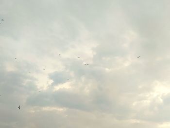 Low angle view of birds flying in sky