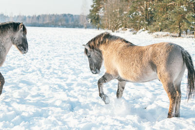 A wild, beautiful horse walks free on a cold frosty day.