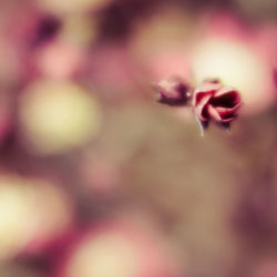 Close-up of pink flower