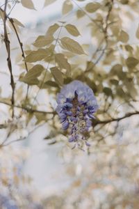 Close-up of purple flowering plant