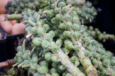 Close-up of brussels sprout for sale in market