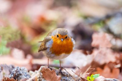 Close-up of a bird perching on a flower