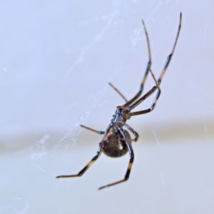 Close-up of spider