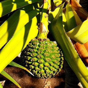 Close-up of fruit growing on plant