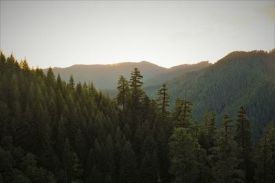 Pine trees in forest against sky