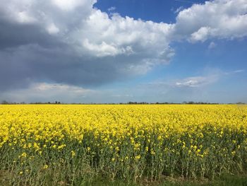 Sunflower field against cloudy sky