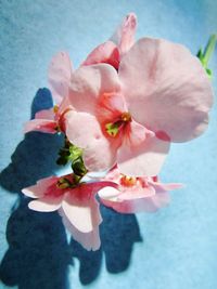 Close-up of pink flowers