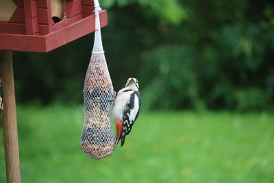 Close-up of bird perching on a feeder