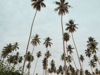 Low angle view of palm trees against sky