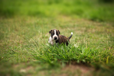 Portrait of dog on field