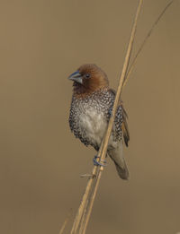 Close-up of bird perching on twig