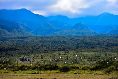 Flock of birds flying over field against mountain range