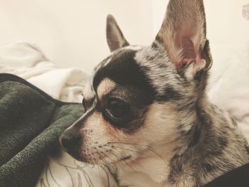 Close-up of dog at home