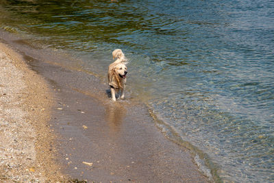 Dog running on beach