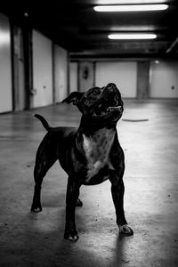 Dog standing in basement