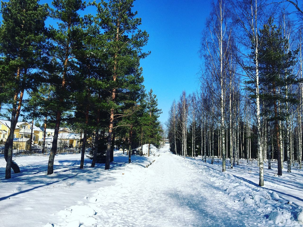 ROAD PASSING THROUGH TREES