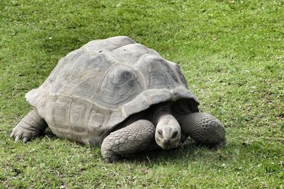 High angle view of tortoise on grass