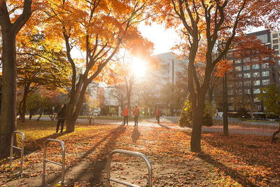 Trees in park during autumn