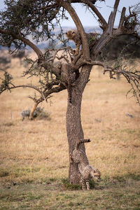 Young cheetahs on tree trunk