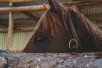 Close-up of horse
