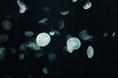 Close-up of jellyfish in sea