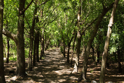 Footpath amidst trees in forest