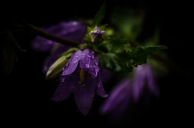 Close-up of purple flowers