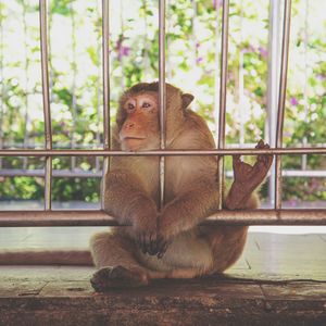 Monkey sitting on railing