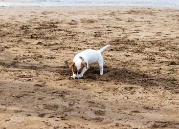 Dogs running on sand at sandy beach